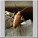 Corymbia rubra - Rothalsbock w06.jpg